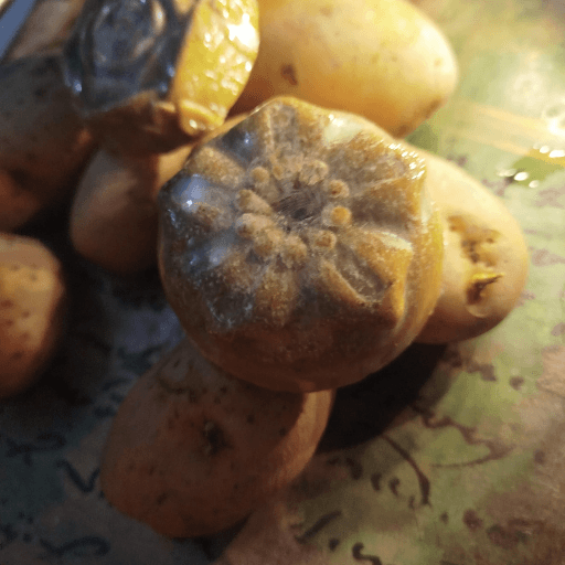HandcraftedOrganic